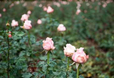 Light Pink Garden Roses