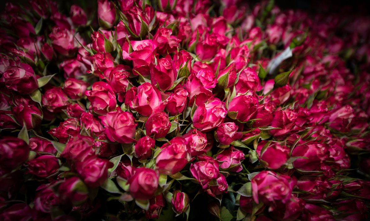 Beautiful Red Garden Roses