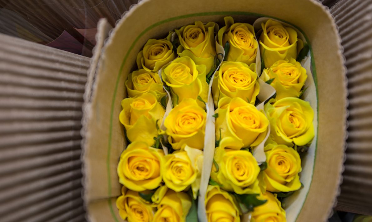Yellow Garden Roses