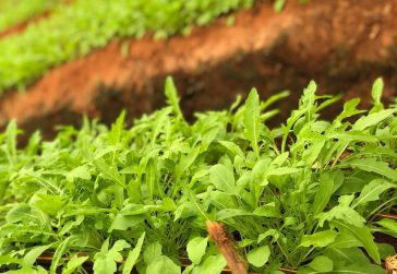 Green Herbs in Field