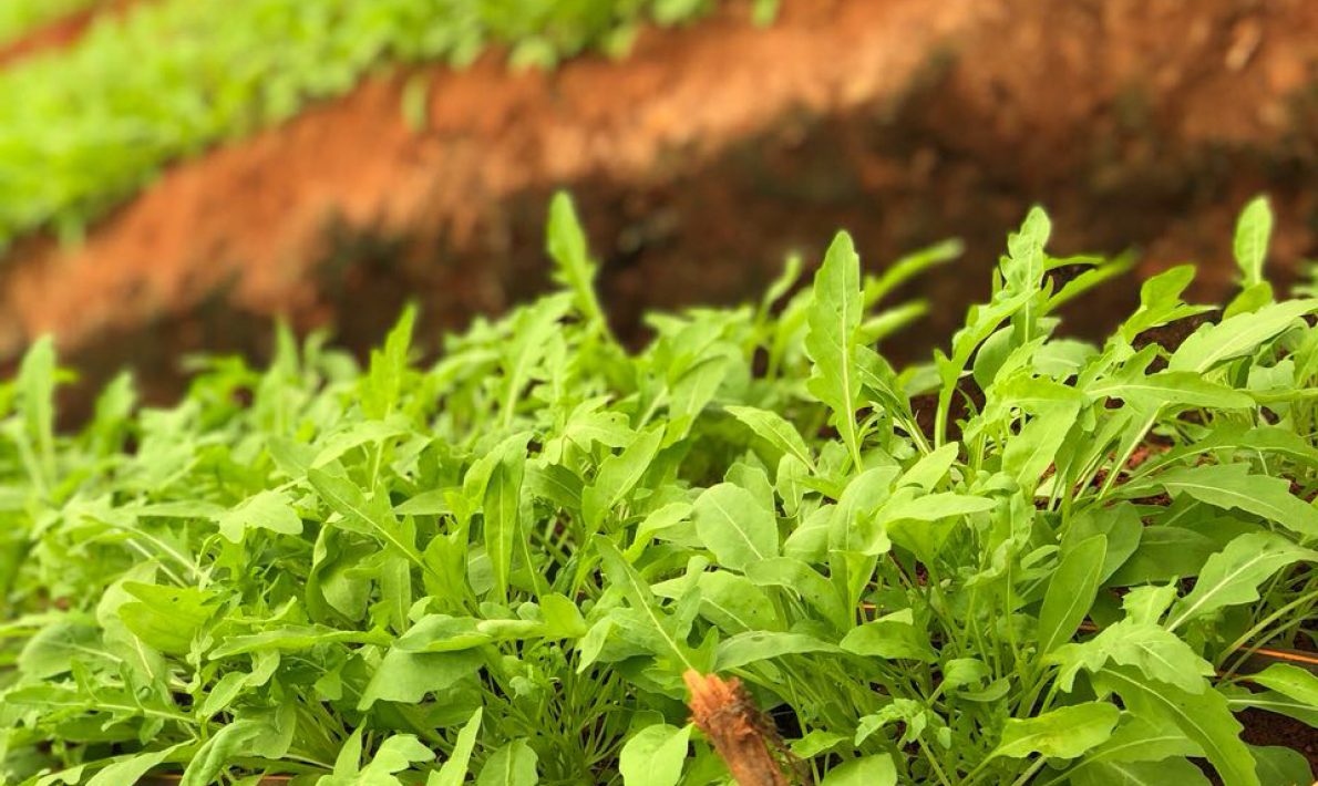 Green Herbs in Field